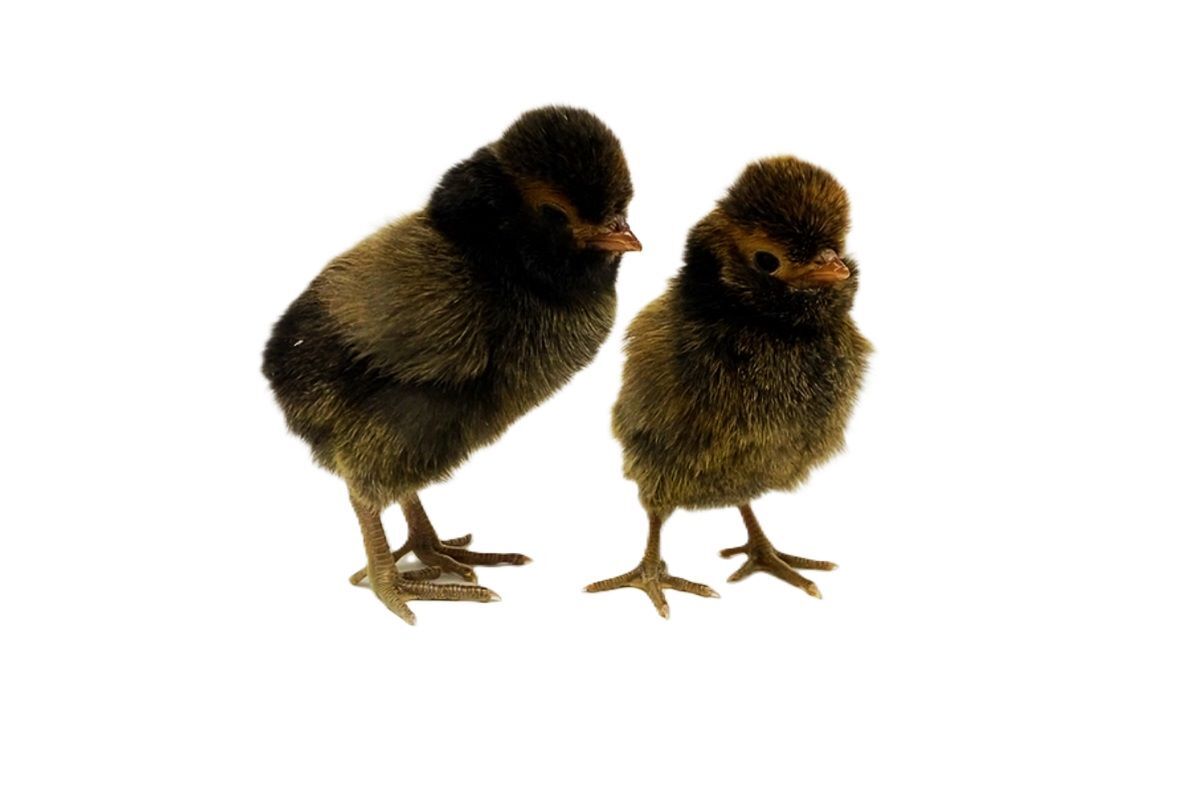 Golden Polish Live Chicks