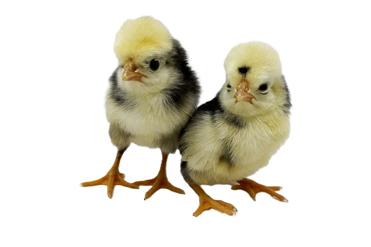 White Crested Black Polish Live Chicks
