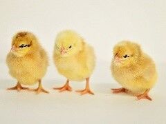 Rainbow Live Chicks