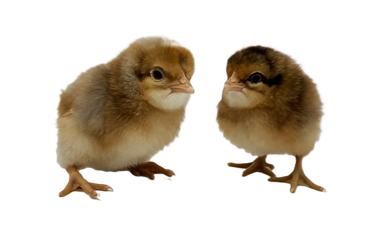 Bielefelder Live Chicks