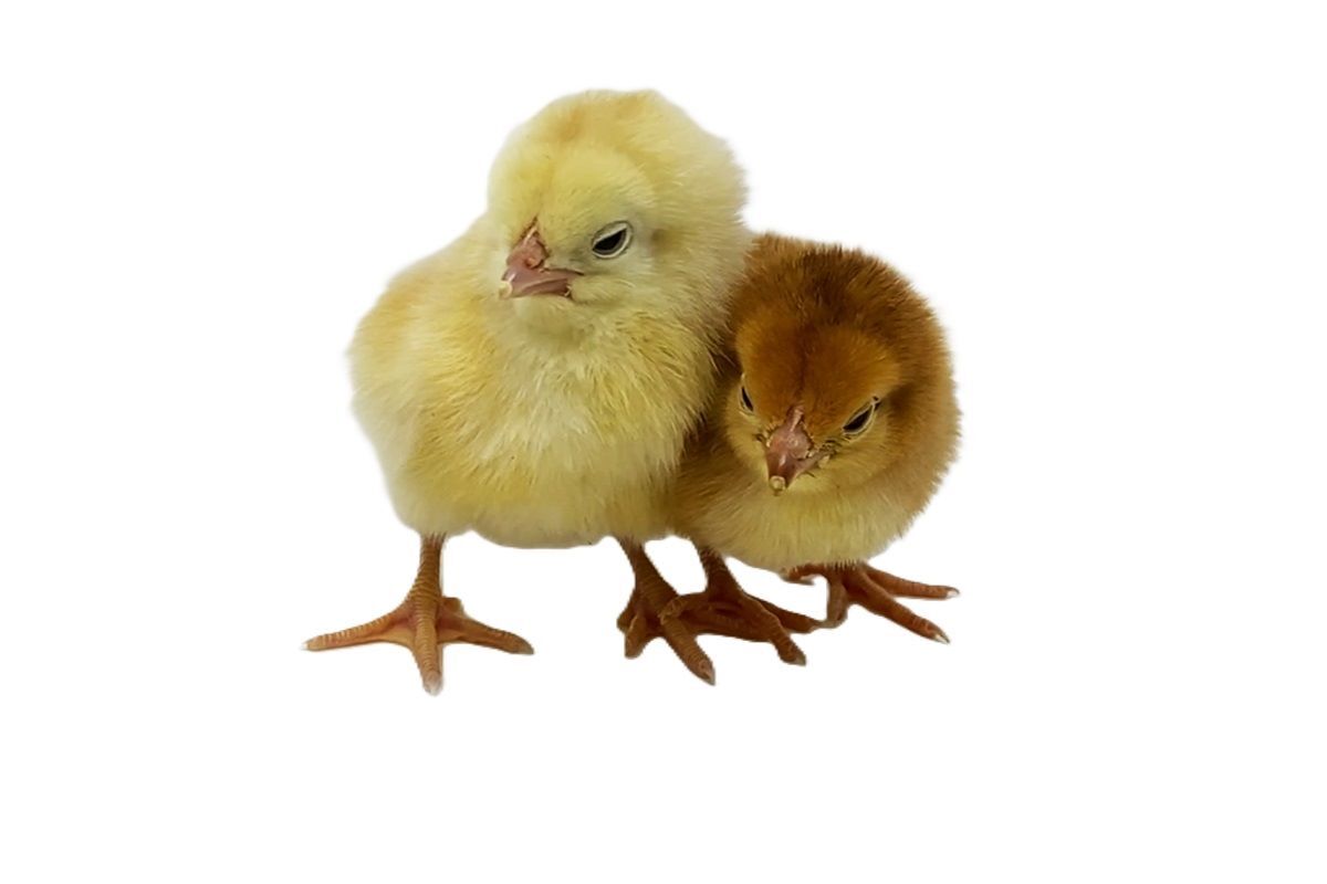Rudd Ranger Live Chicks