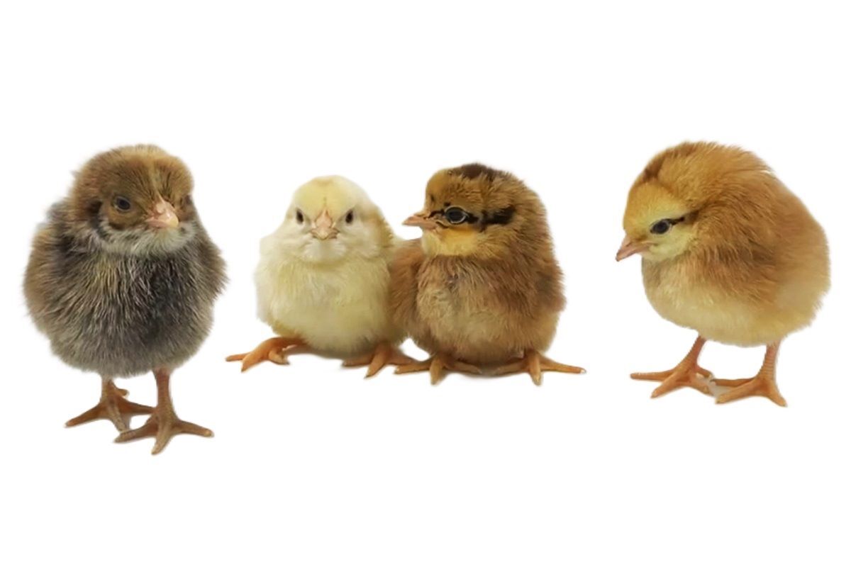 Starlight Green Egger Live Chicks