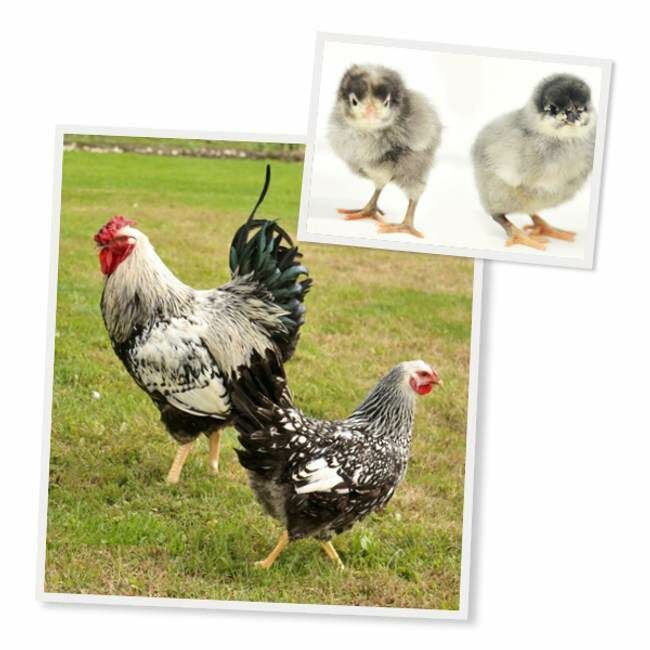 Silver Laced Wyandotte Chicks