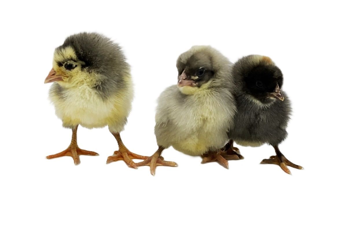 Sapphire Olive Egger Live Chicks