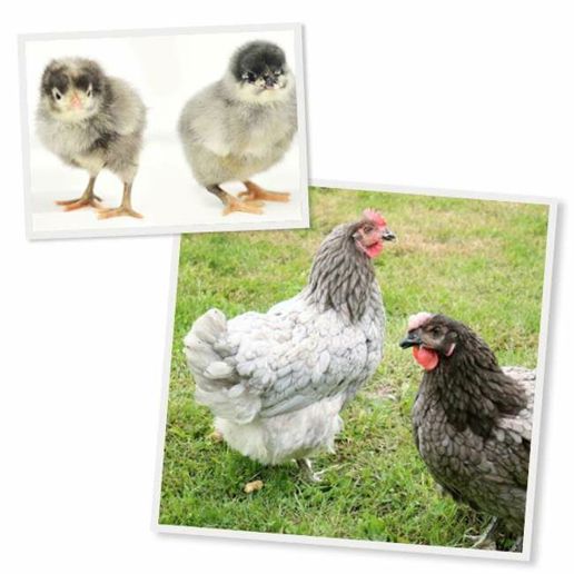 Sapphire Gem Chicks