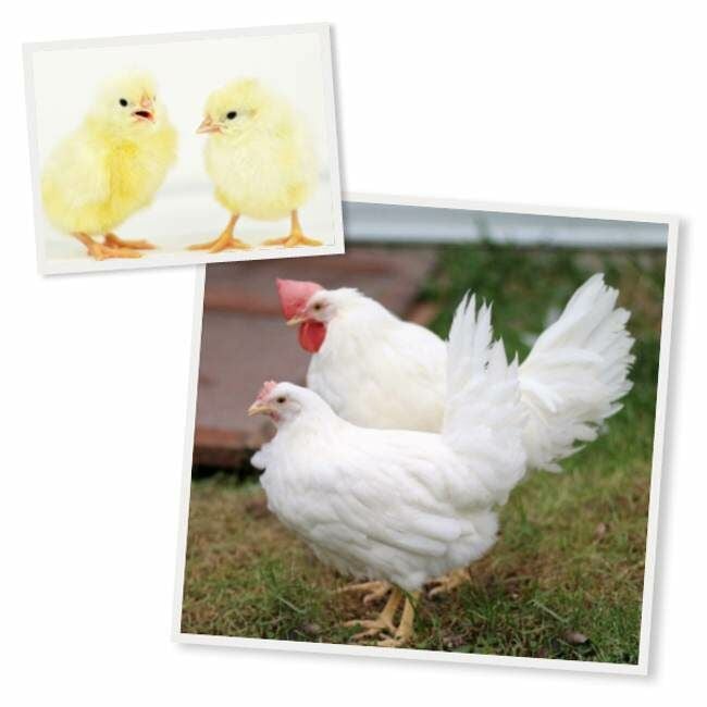 White Leghorn Chicks