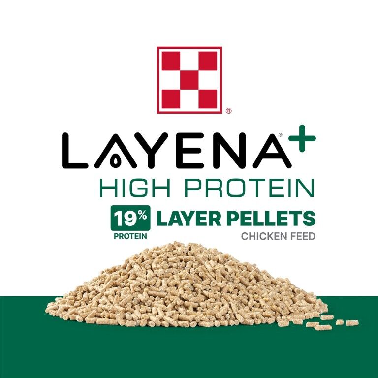 Purina Layena + High Protein 19% Layer Feed, 40-Lb