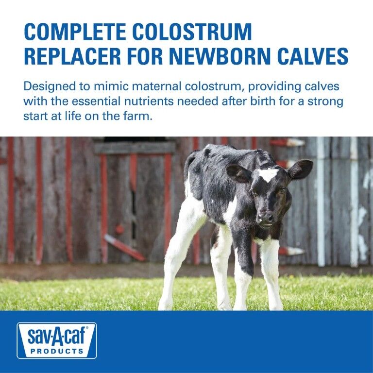 Sav-A-Caf Calf Colostrum Replacer, 12.3-Oz