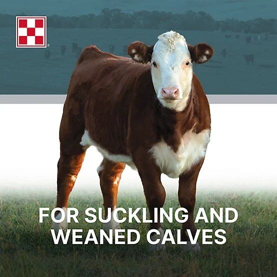 Purina 14% Cattle Starter/Creep Feed, 50-Lb