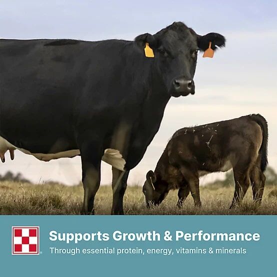 Purina 14% Cattle Starter/Creep Feed, 50-Lb