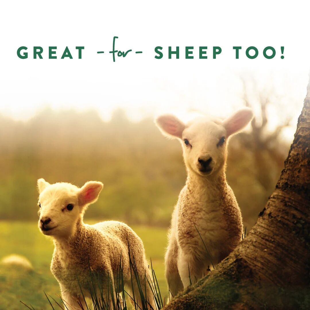 Manna Pro Goat Treats Alfalfa & Molasses Flavor, 20-Lb