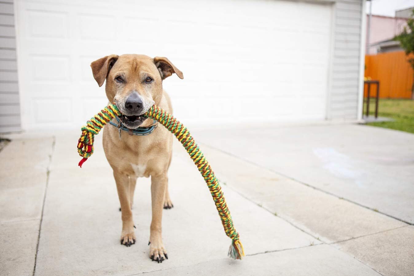 Mammoth Medium 34-In Snakebiter Dog Toy