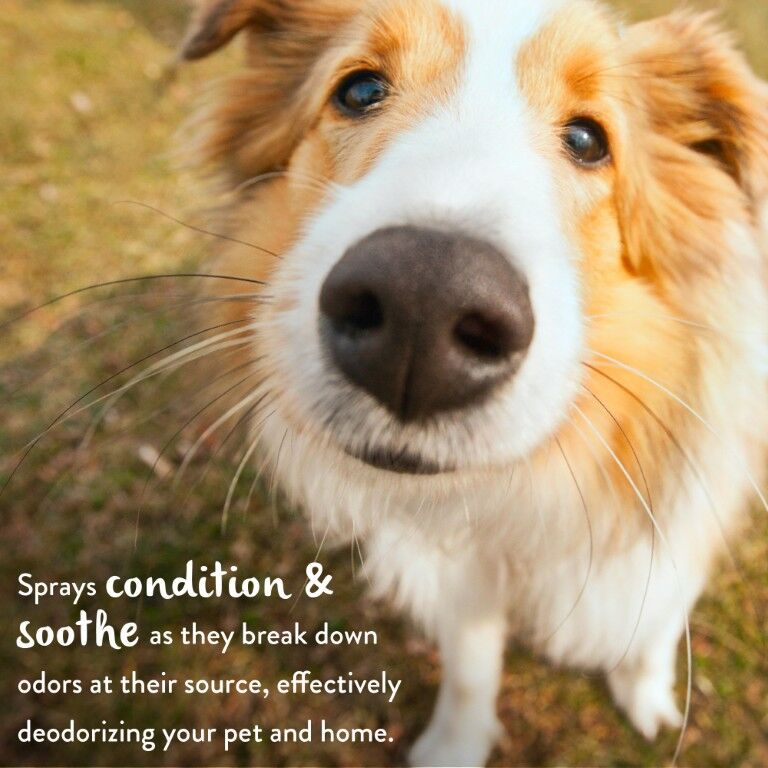 TropiClean Berry Breeze Deodorizing Spray for Pets, 8-Oz