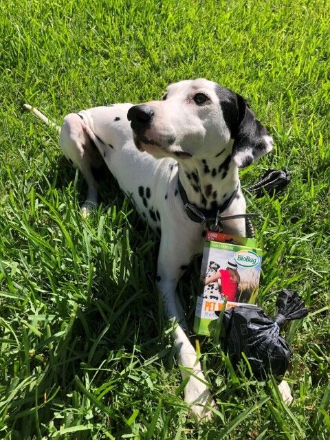 BioBag Large Dog Waste Bags, 35-Ct