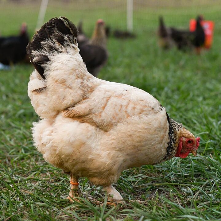 Happy Hen Red/White/Blue Spiral Leg Bands, Size 11, 24-Pk