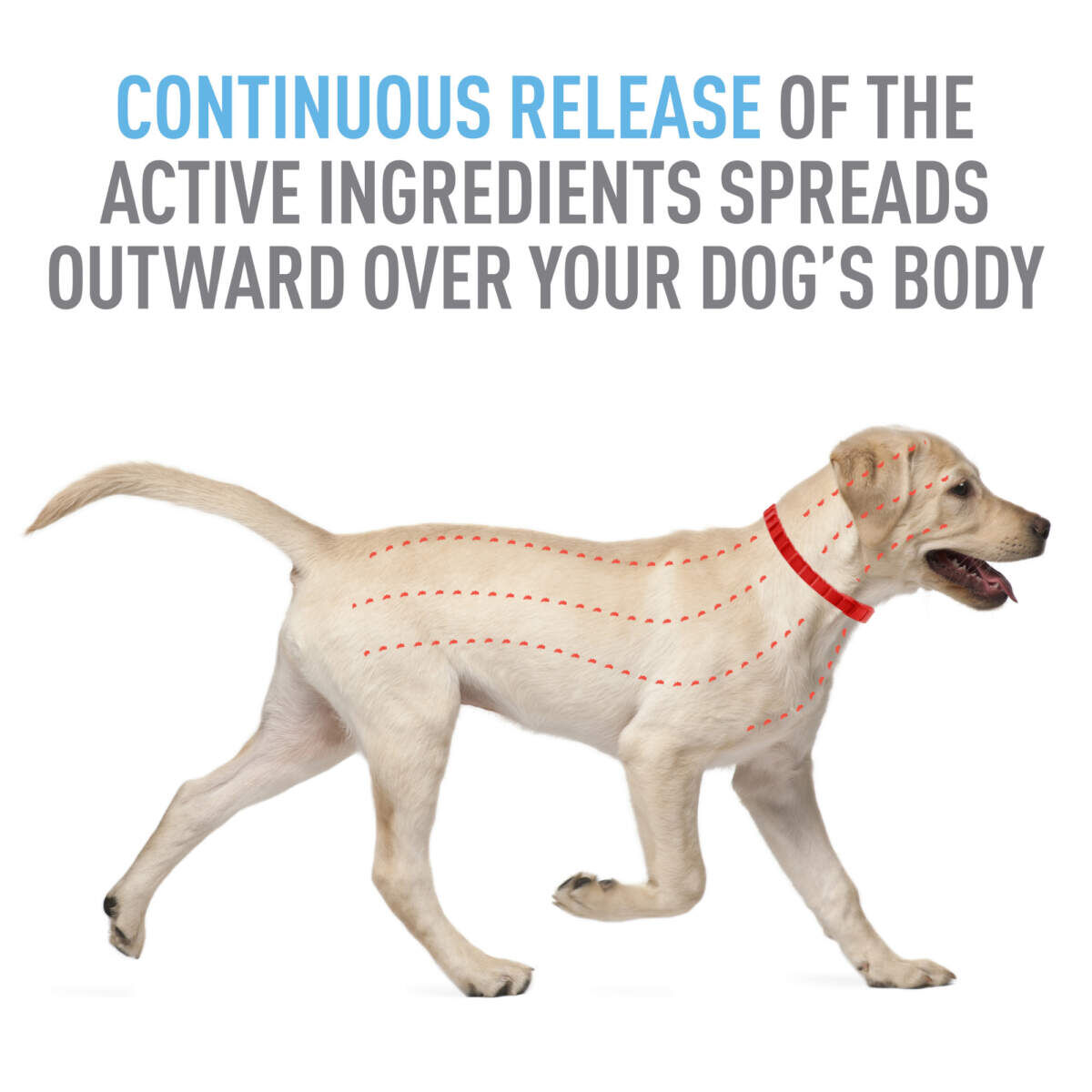 Adams Plus Flea & Tick Collar for Small Dogs