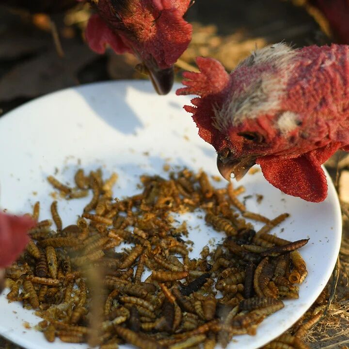 Happy Hen Double Frenzy Mealworms & Grubs Chicken Treats, 30-Oz