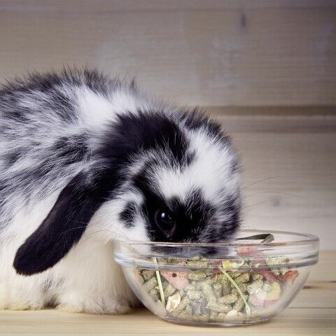 Sunseed Vita Prima Daily Adult Rabbit Food, 4-Lb