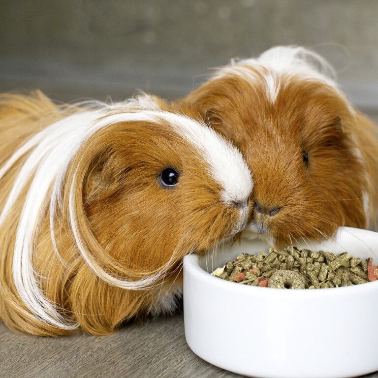 Sunseed Vita Prima Guinea Pig Food, 4-Lb