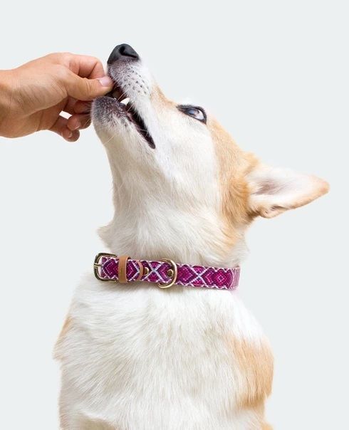 Green Coast Pet Pill a Pet Bacon Flavor, 60-Pk