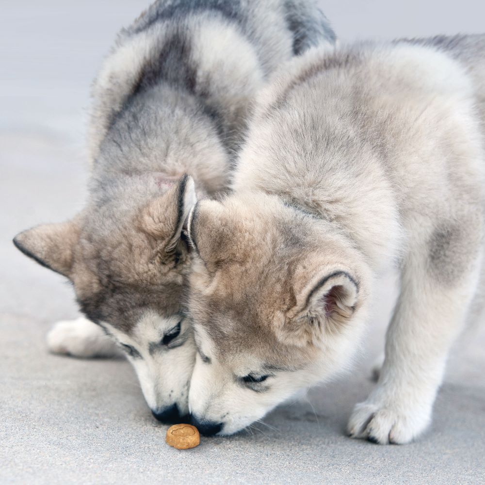 KONG Kitchen Soft & Chews Join The Club Sandwich Dog Treats, 7-Oz