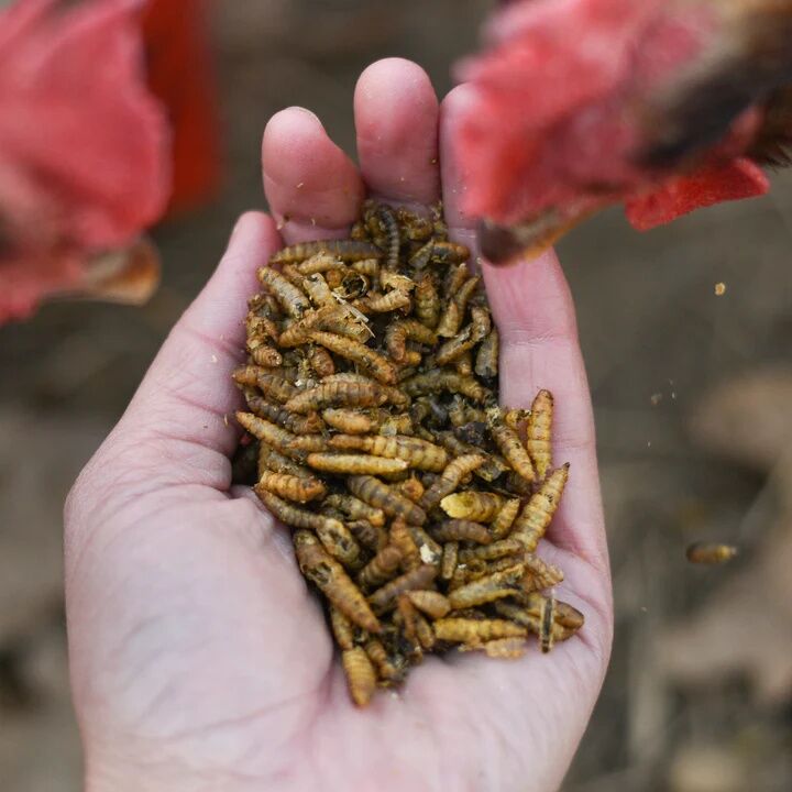 Happy Hen Grub Frenzy Black Soldier Fly Larvae Chicken Treat, 30-Oz