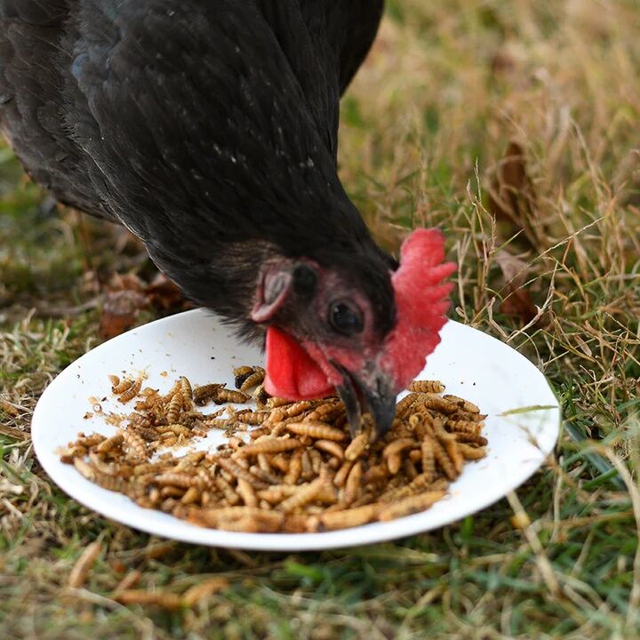 Happy Hen Grub Frenzy Black Soldier Fly Larvae Chicken Treat, 5-Lb