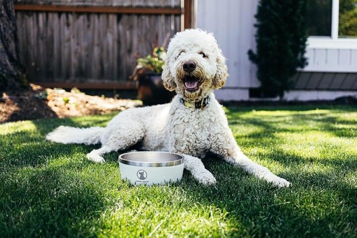 Lucky Dog Indulge 8 Black Double Wall Stainless Steel Dog Bowl, 64-Oz