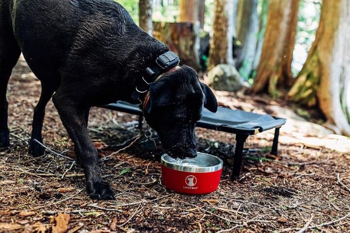 Lucky Dog Indulge 8 Black Double Wall Stainless Steel Dog Bowl, 64-Oz