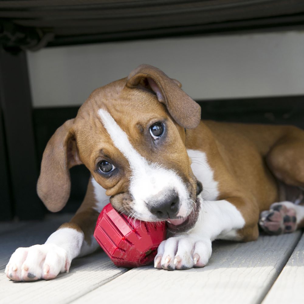 KONG Medium Stuff-A-Ball Dog Toy