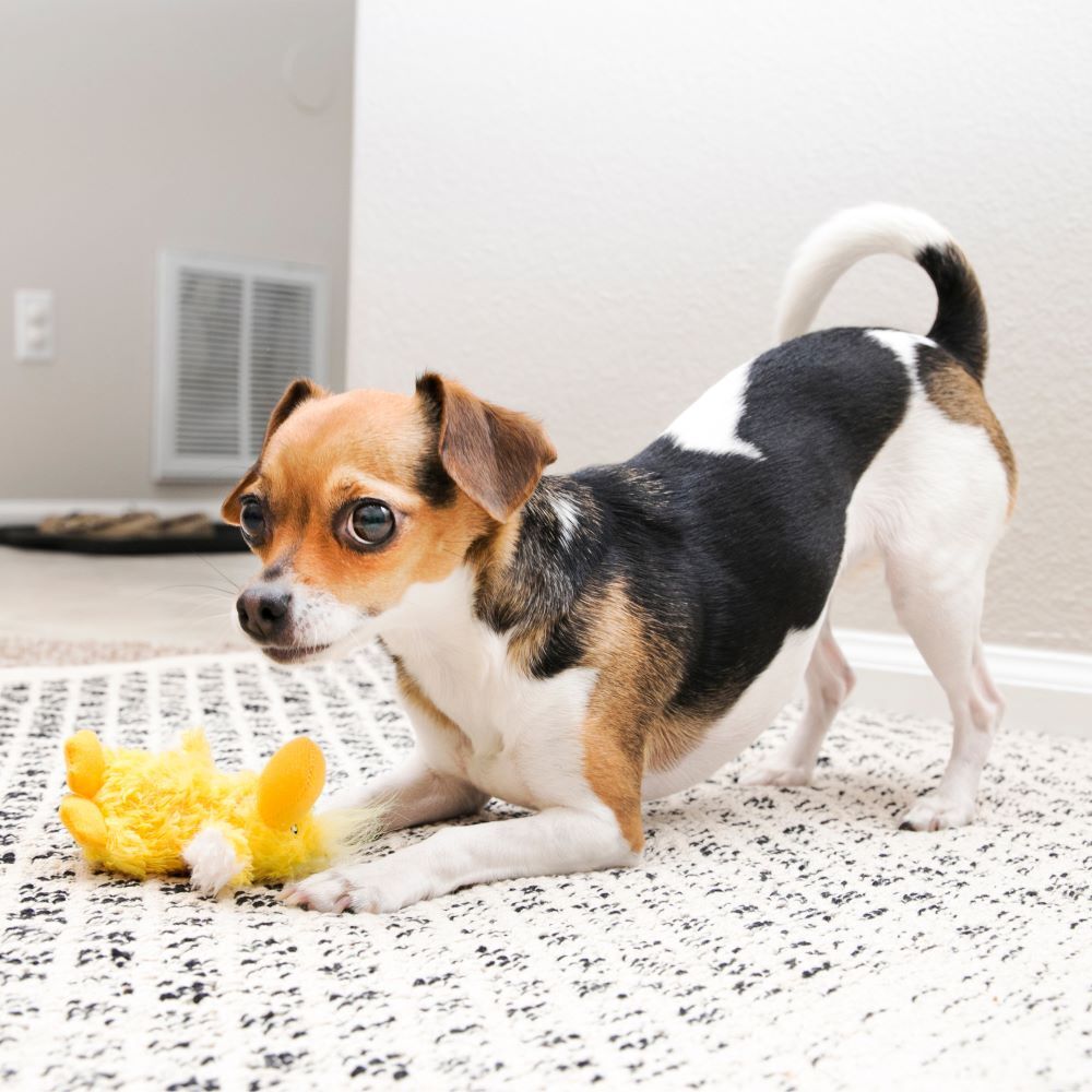 KONG Xsmall Dr. Noyz Duck Dog Toy