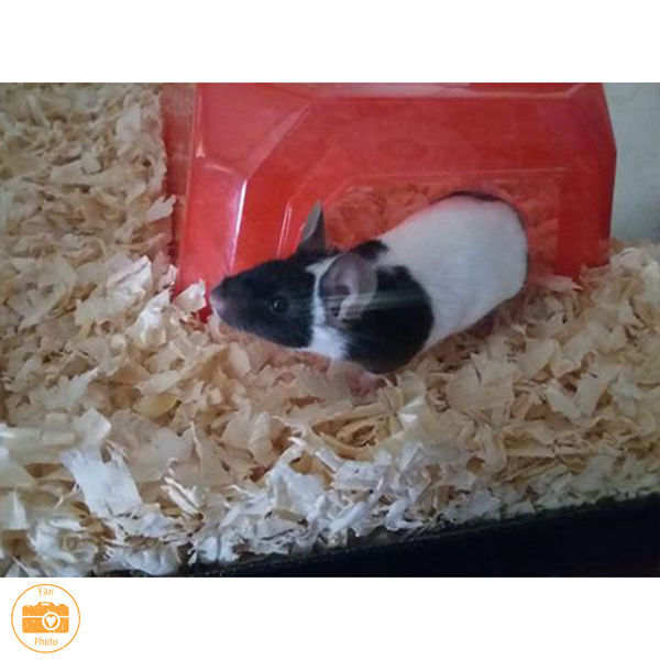 Sunseed Shredded Aspen Bedding, 2500-Cu In