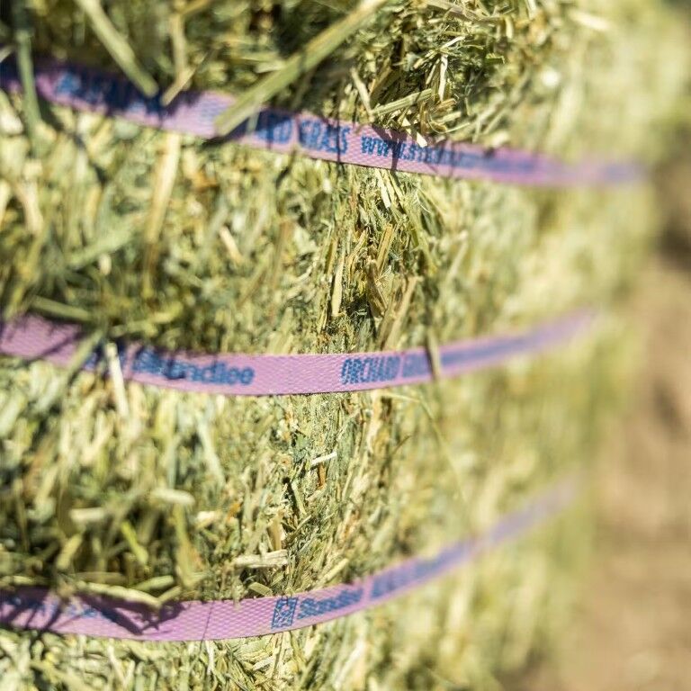Standlee Premium Western Forage Orchard Grass Compressed Hay Bale, 50-Lb
