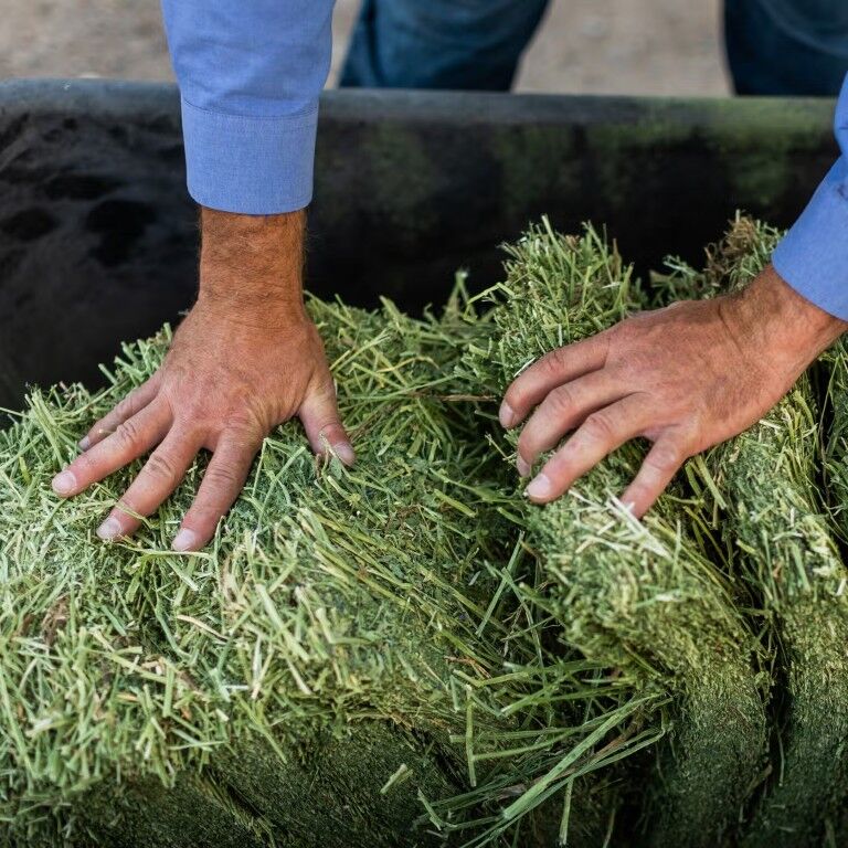 Standlee Premium Western Forage Orchard Grass Compressed Hay Bale, 50-Lb