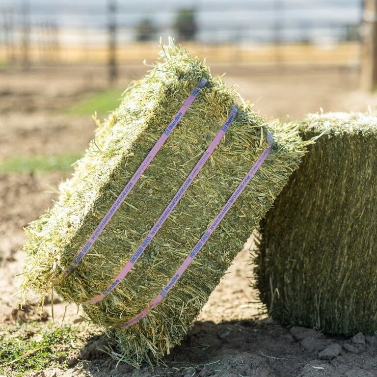 Standlee Premium Western Forage Orchard Grass Compressed Hay Bale, 50-Lb