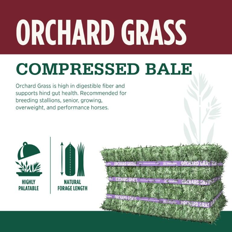Standlee Premium Western Forage Orchard Grass Compressed Hay Bale, 50-Lb