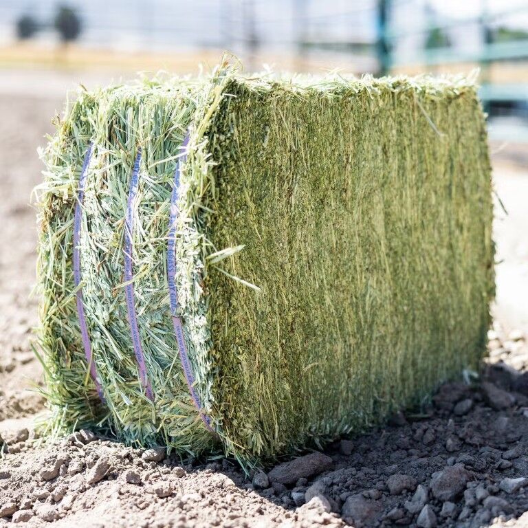 Standlee Premium Western Forage Timothy Grass Compressed Hay Bale, 50-Lb