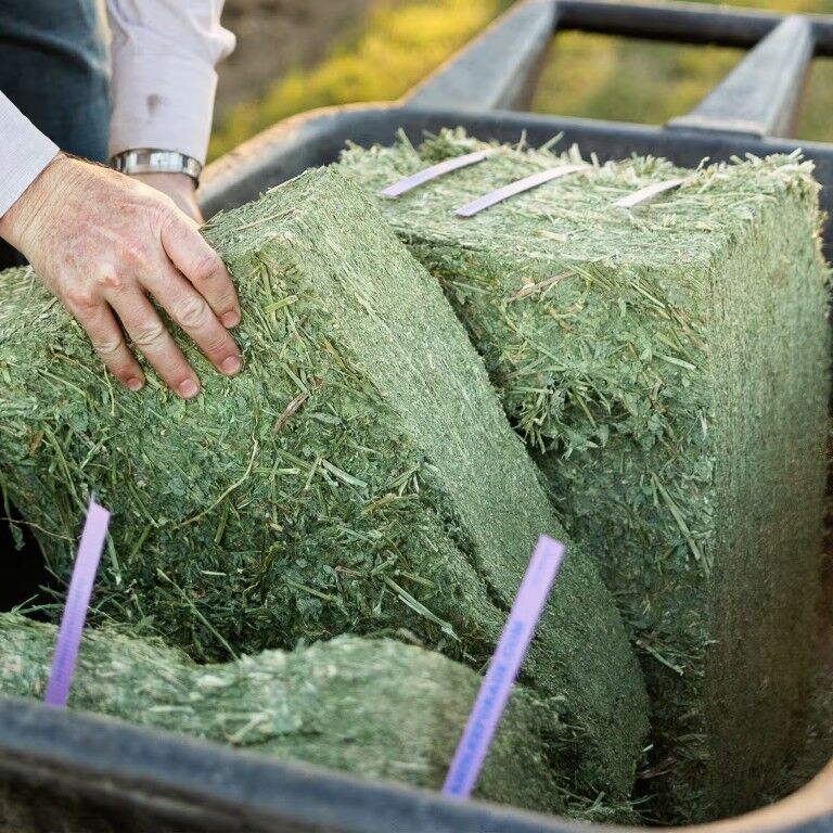 Standlee Premium Western Forage Timothy Grass Compressed Hay Bale, 50-Lb