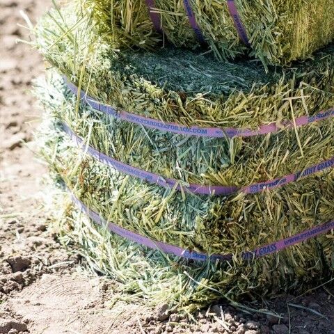 Standlee Premium Western Forage Timothy Grass Compressed Hay Bale, 50-Lb