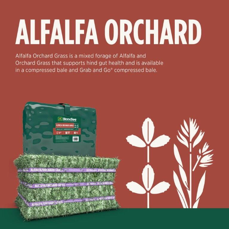 Standlee Premium Western Forage Alfalfa Orchard Grass Grab & Go Compressed Hay Bale, 50-Lb