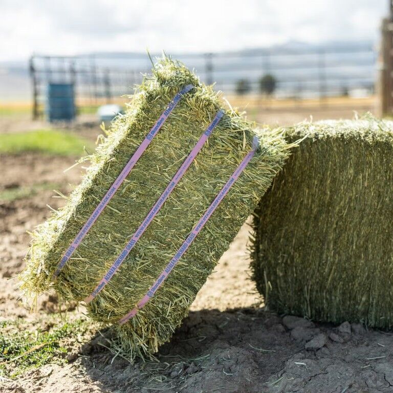 Standlee Premium Western Forage Alfalfa Orchard Grass Compressed Hay Bale, 50-Lb