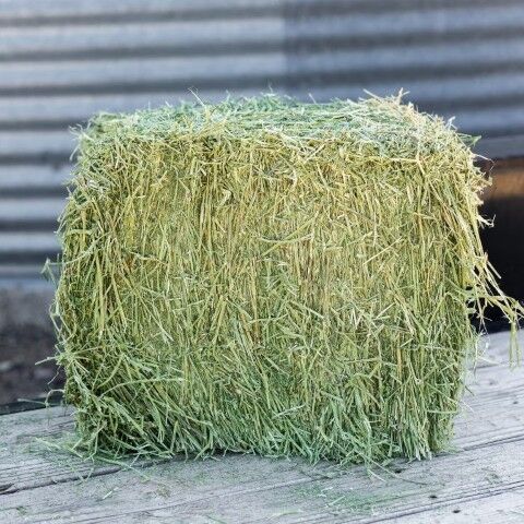Standlee Premium Western Forage Alfalfa Orchard Grass Compressed Hay Bale, 50-Lb