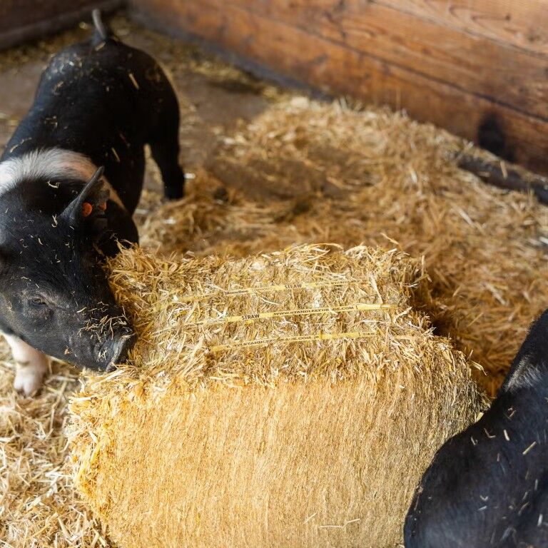 Standlee Premium Products Certified Straw Compressed Bale Animal Bedding, 3.6-Cu Ft