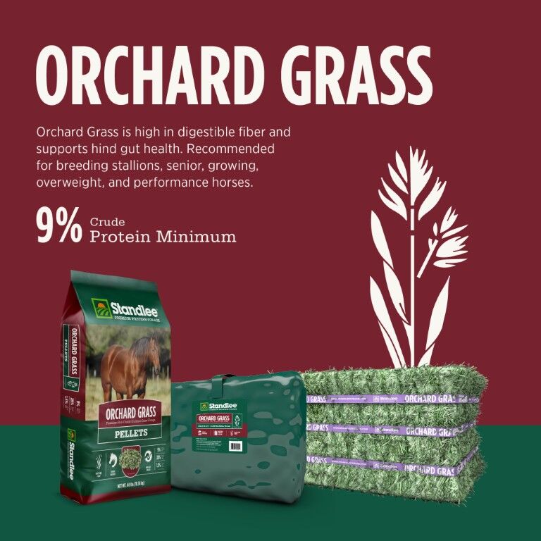 Standlee Premium Western Forage Orchard Grass Grab & Go Compressed Hay Bale 50 lb.