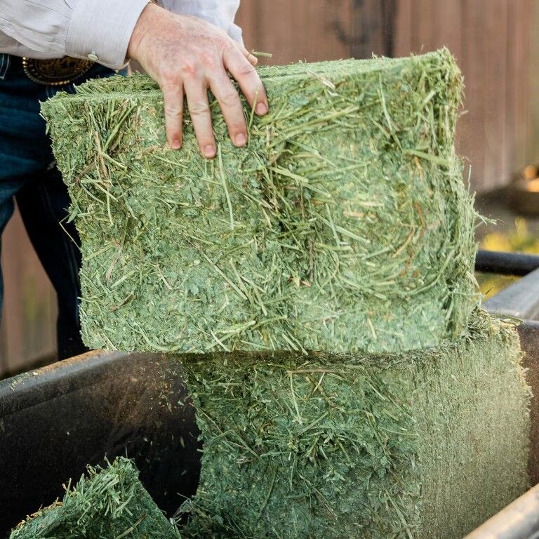 Standlee Premium Western Forage Certified Alfalfa Compressed Hay Bale, 50-Lb