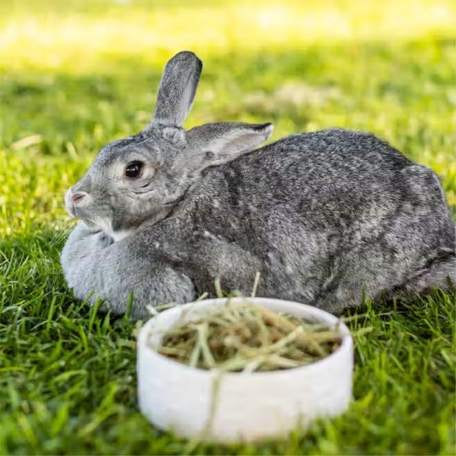 Standlee PremiYum Western Timothy Small Animal Hay, 18-Oz