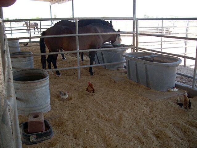 Perma Stall Rice Hull Bedding