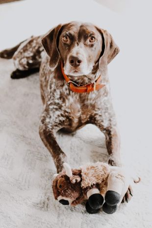 Tall Tails Buffalo with Squeaker Dog Toy