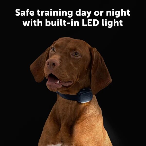 PetSafe Core Dog Trainer With Remote