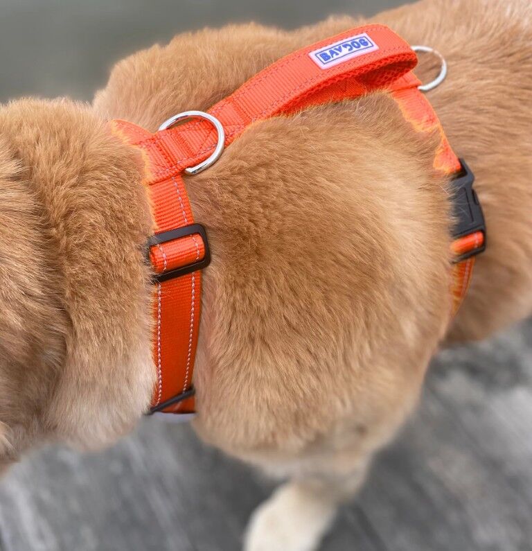 Baydog Chesapeake Bay Orange Dog Harness, Large